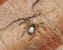 Argiope_bruennichi_D3041_Z_81_NP De Hoge Veluwe_Nederland